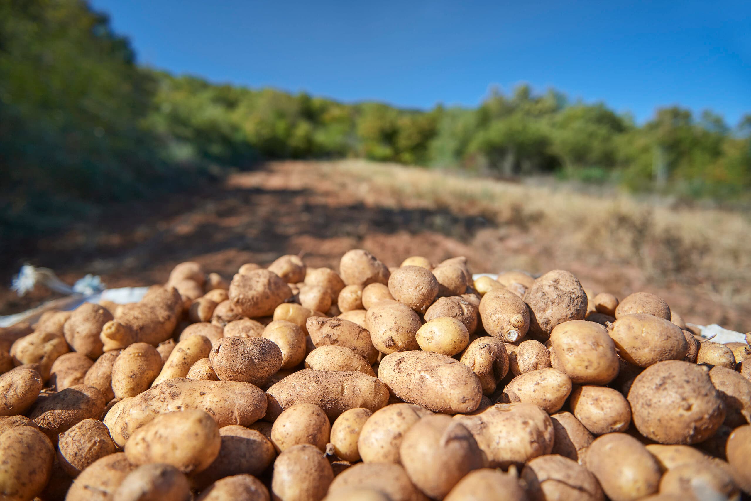 Πατάτα Νευροκοπίου